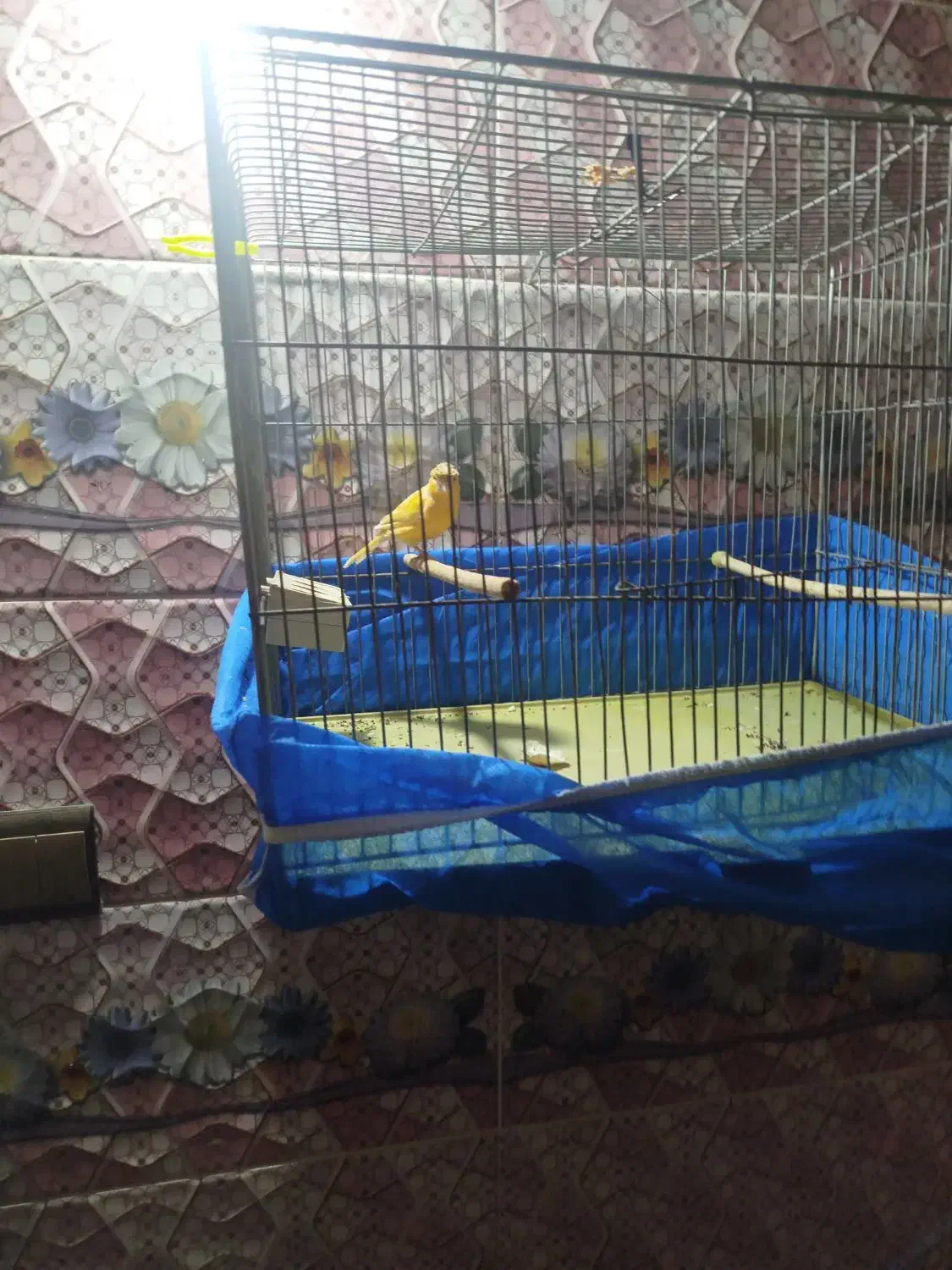 قناری|پرنده|کیار, |دیوار