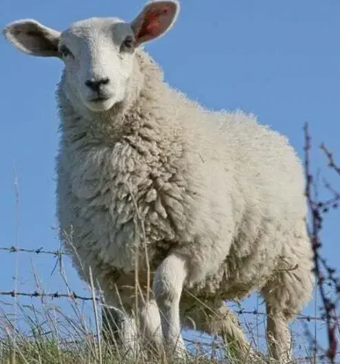 میش|حیوانات مزرعه|لنده, |دیوار