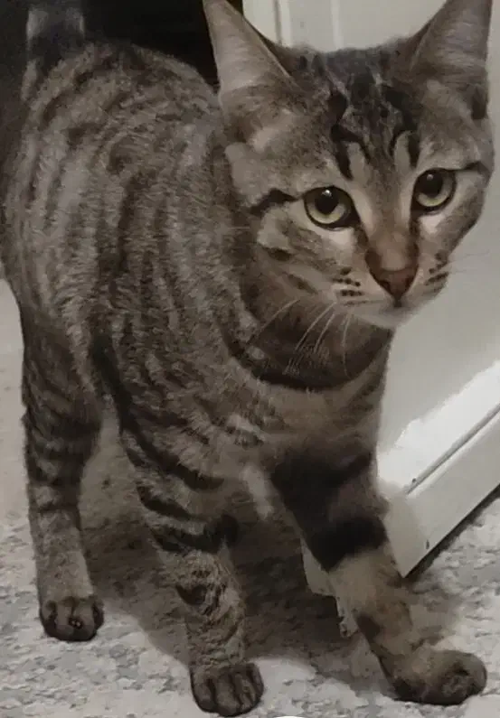 واگذاری گربه ماده|گربه|سیرجان, |دیوار