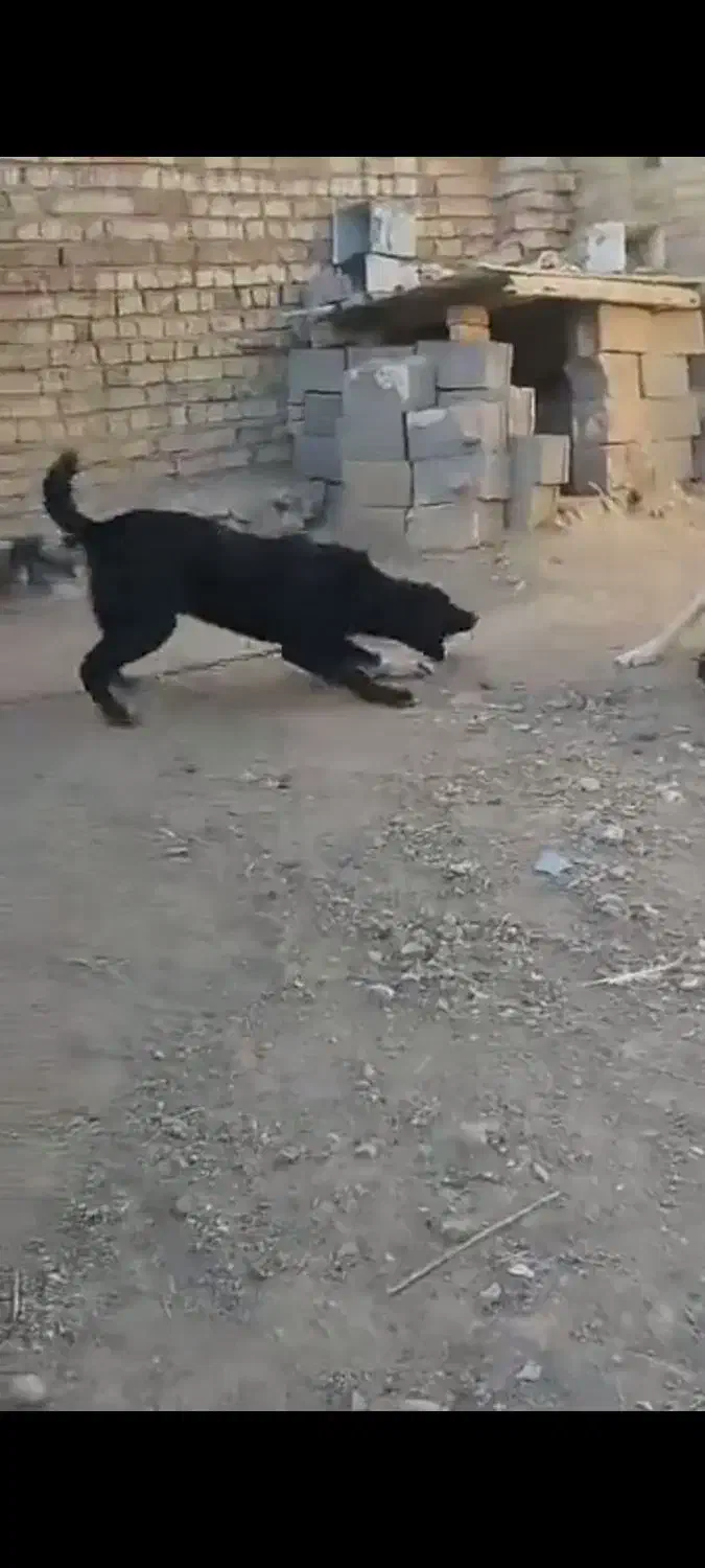 توله واگذاری|سگ|خرقان, |دیوار