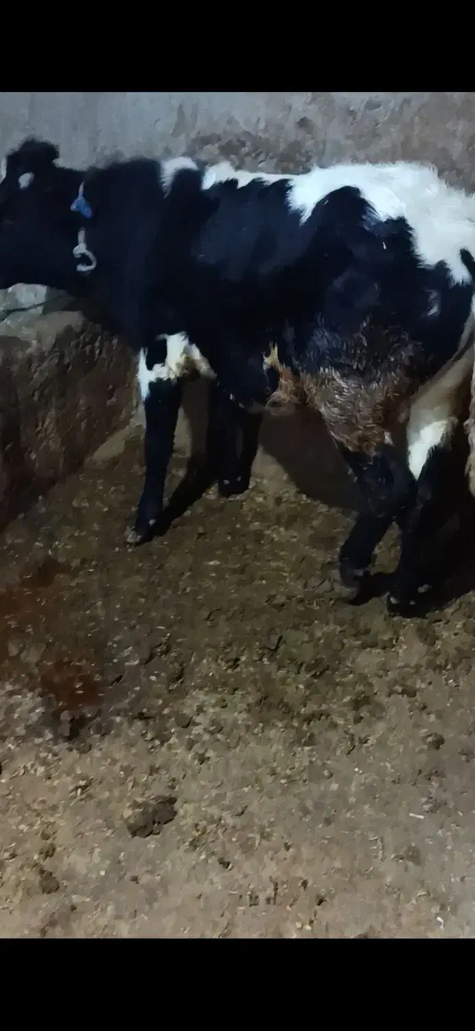 2عدد گوساله نر|حیوانات مزرعه|مریوان, |دیوار