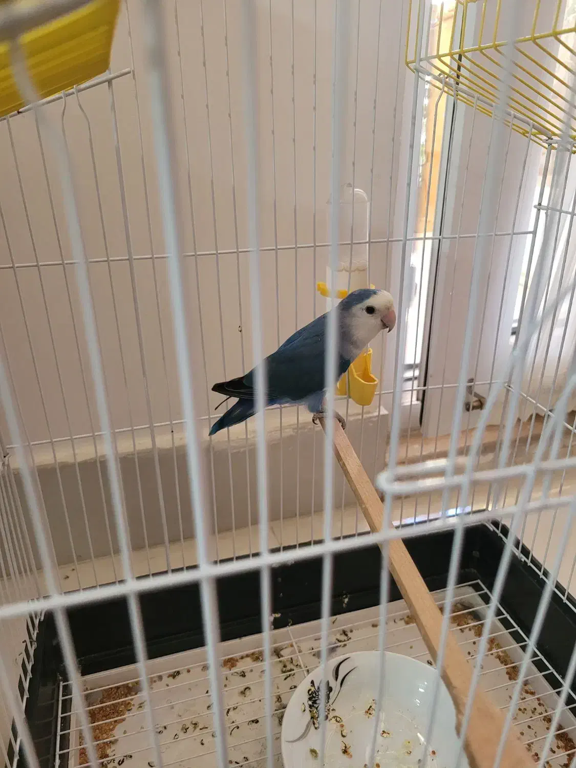 طوطی برزیلی نر|پرنده|گنبد کاووس, |دیوار