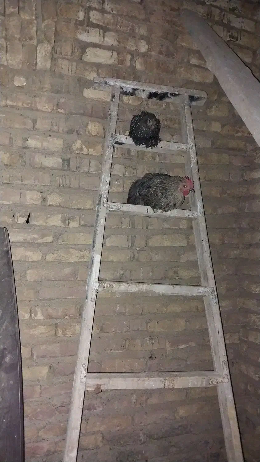 فروشمرغوخروس|حیوانات مزرعه|برخوار, |دیوار