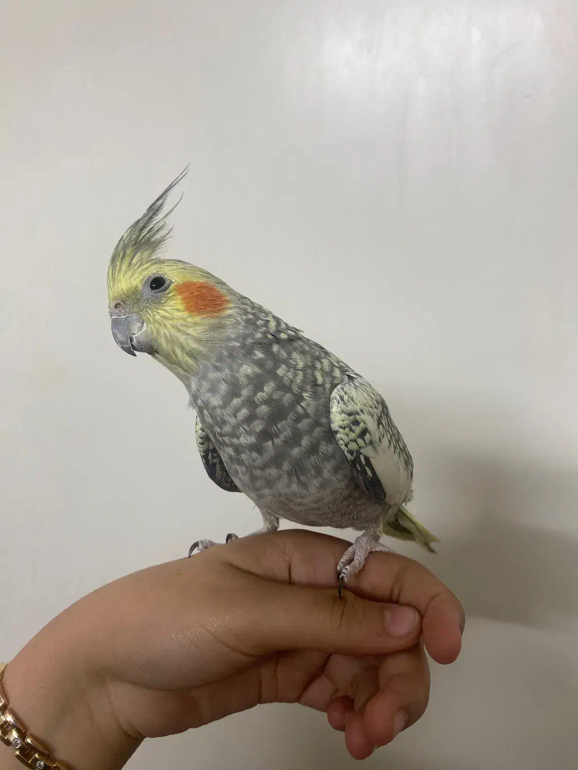 عروس هلندی نر صحیح و سالم|پرنده|تهران, شهرک بعثت|دیوار