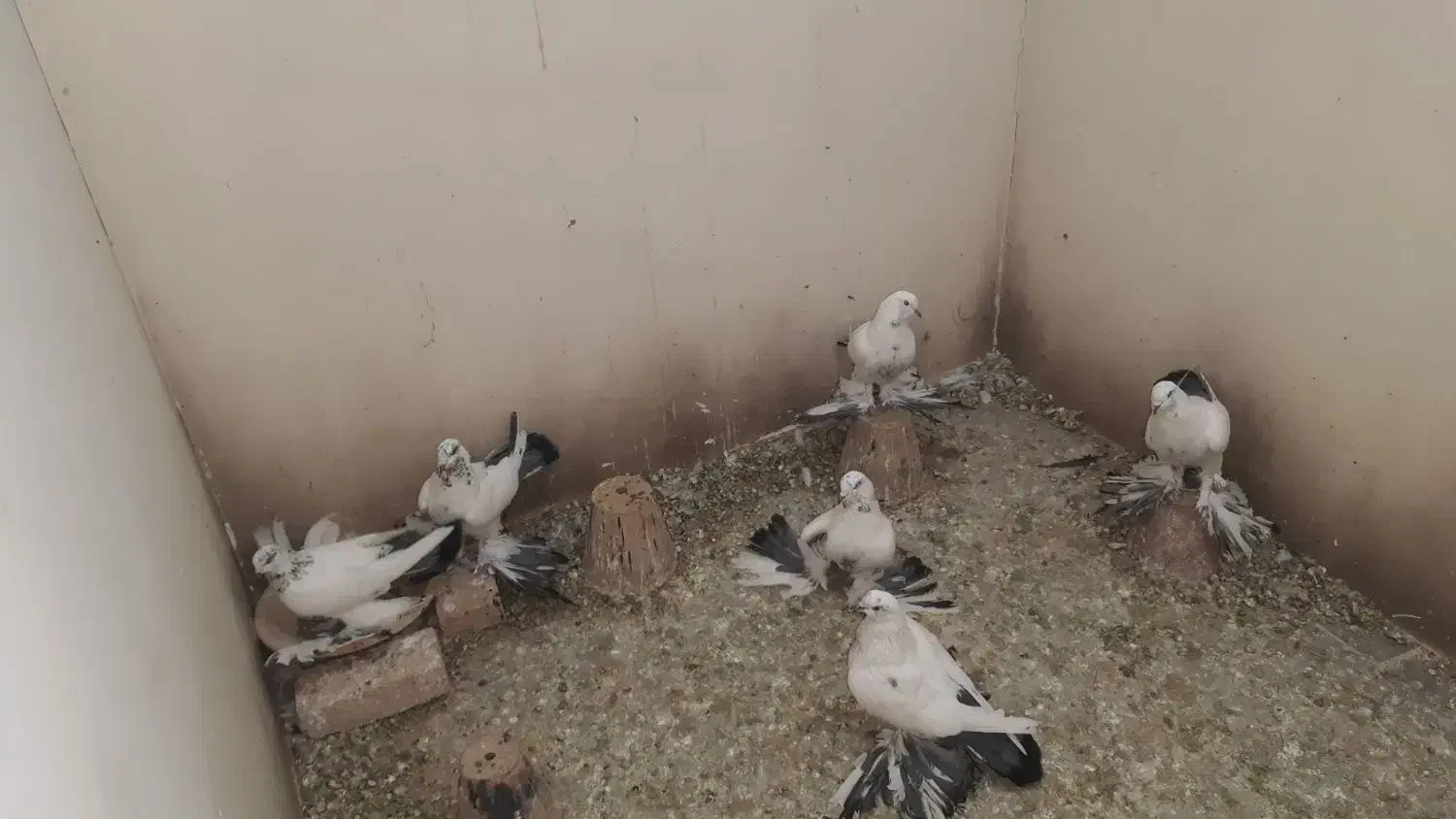 کبوتر|پرنده|تبریز, |دیوار