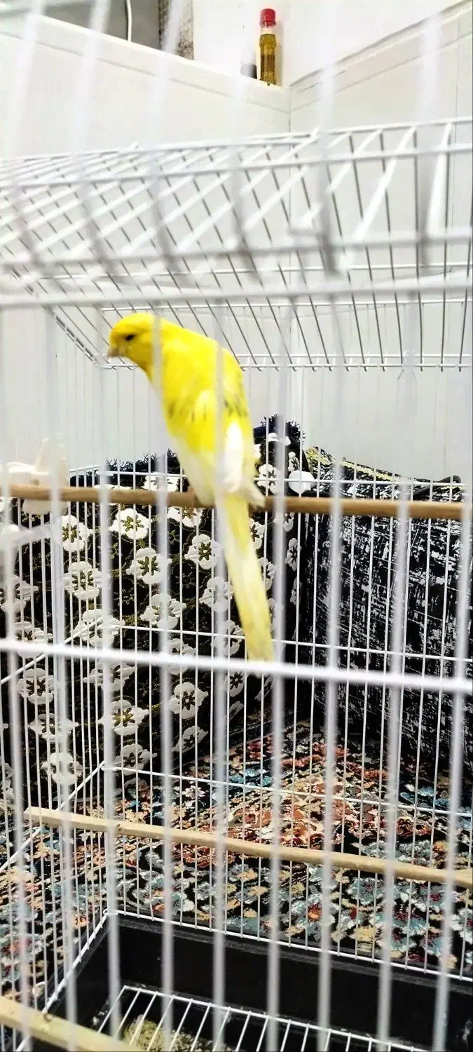 قناری رسمی بلند|پرنده|تفت, |دیوار