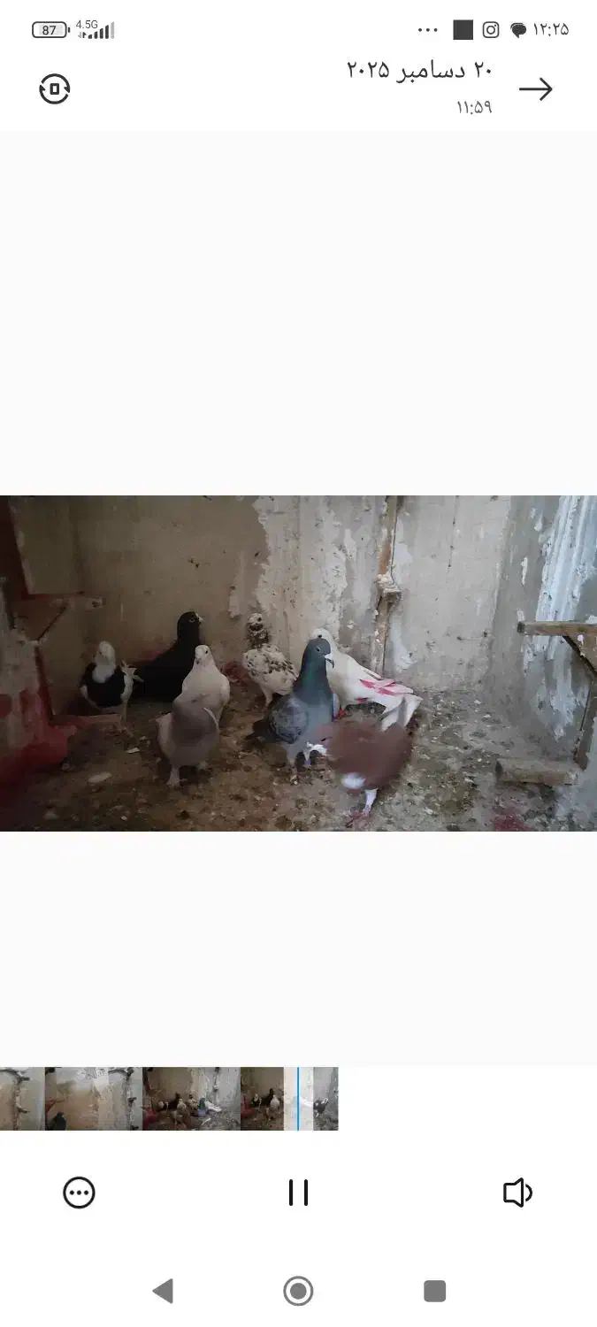 کفتر|پرنده|شیراز, جرسقان|دیوار