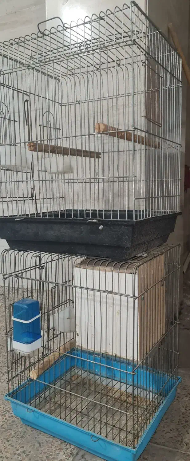 قفس|لوازم جانبی حیوانات|اهواز, زیتون کارگری|دیوار