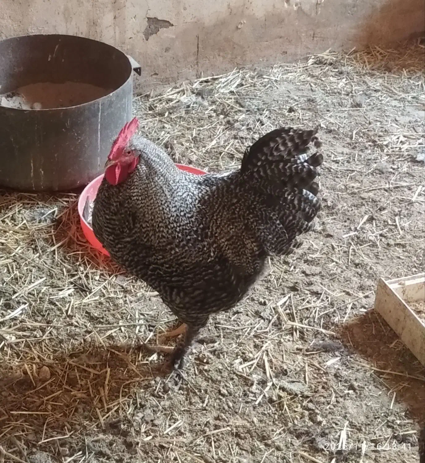 خروس نژاد برهما و امروک|حیوانات مزرعه|مشهد, شهرک مهرگان|دیوار