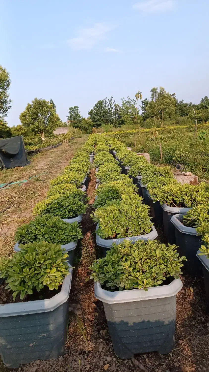 گل و گیاه بیرونی|گل و گیاه طبیعی|خرم‌آباد (تنکابن), |دیوار