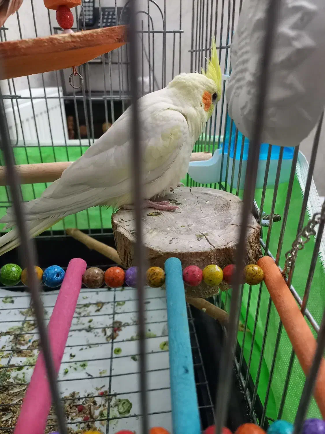 عروس هلندی لوتینو|پرنده|فردیس, شهرک وحدت|دیوار