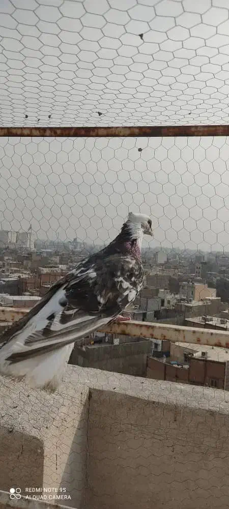 کبوتر سرور کاکلی|پرنده|تهران, شهرک صادقیه|دیوار