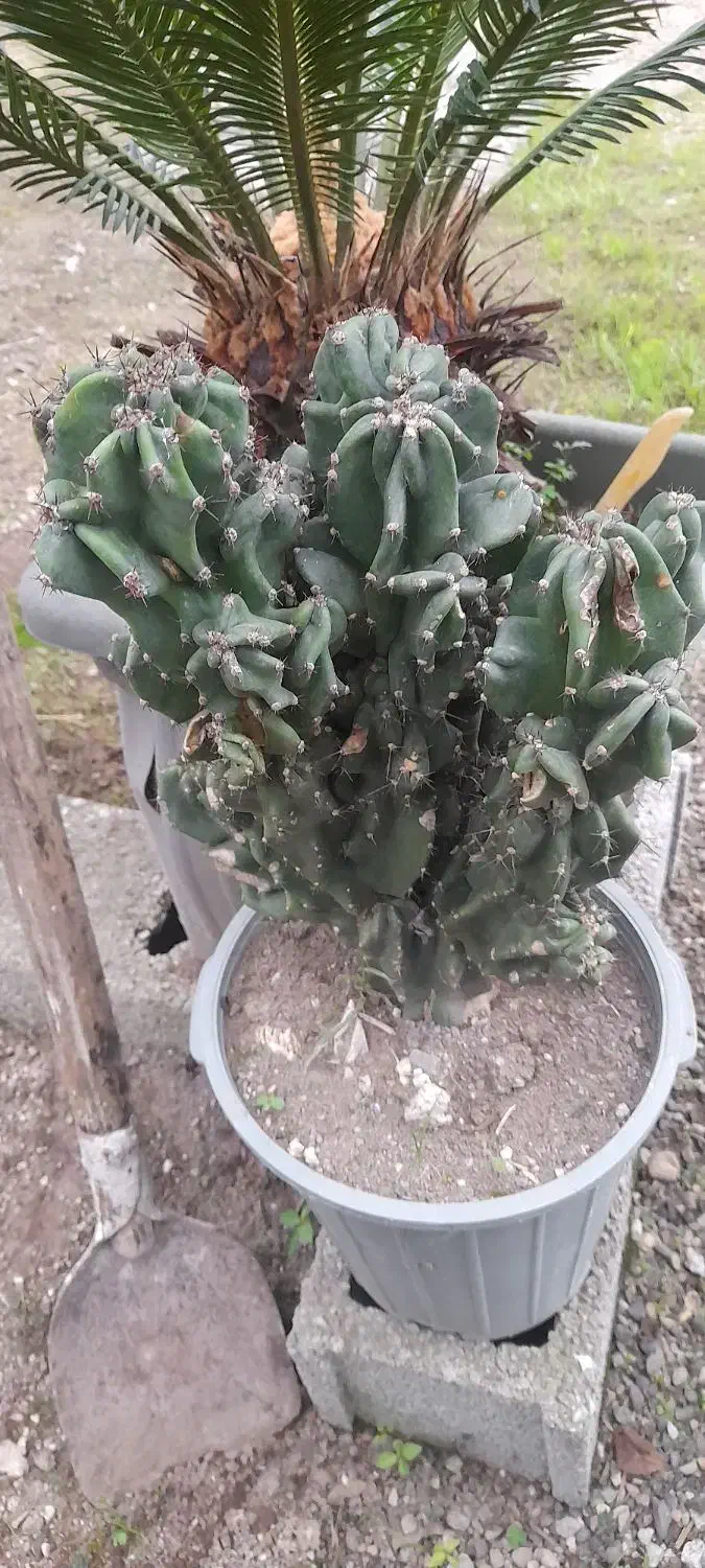 صخره ای|گل و گیاه طبیعی|رشت, حومه رشت|دیوار