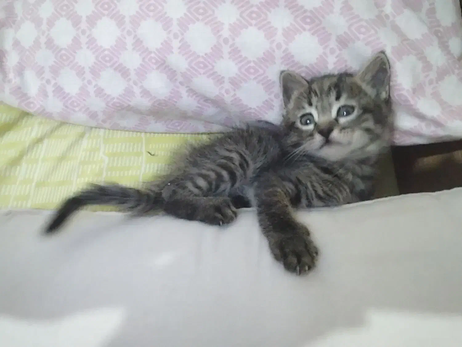 واگذاری رایگان توله گربه dsh|گربه|بروجرد, |دیوار