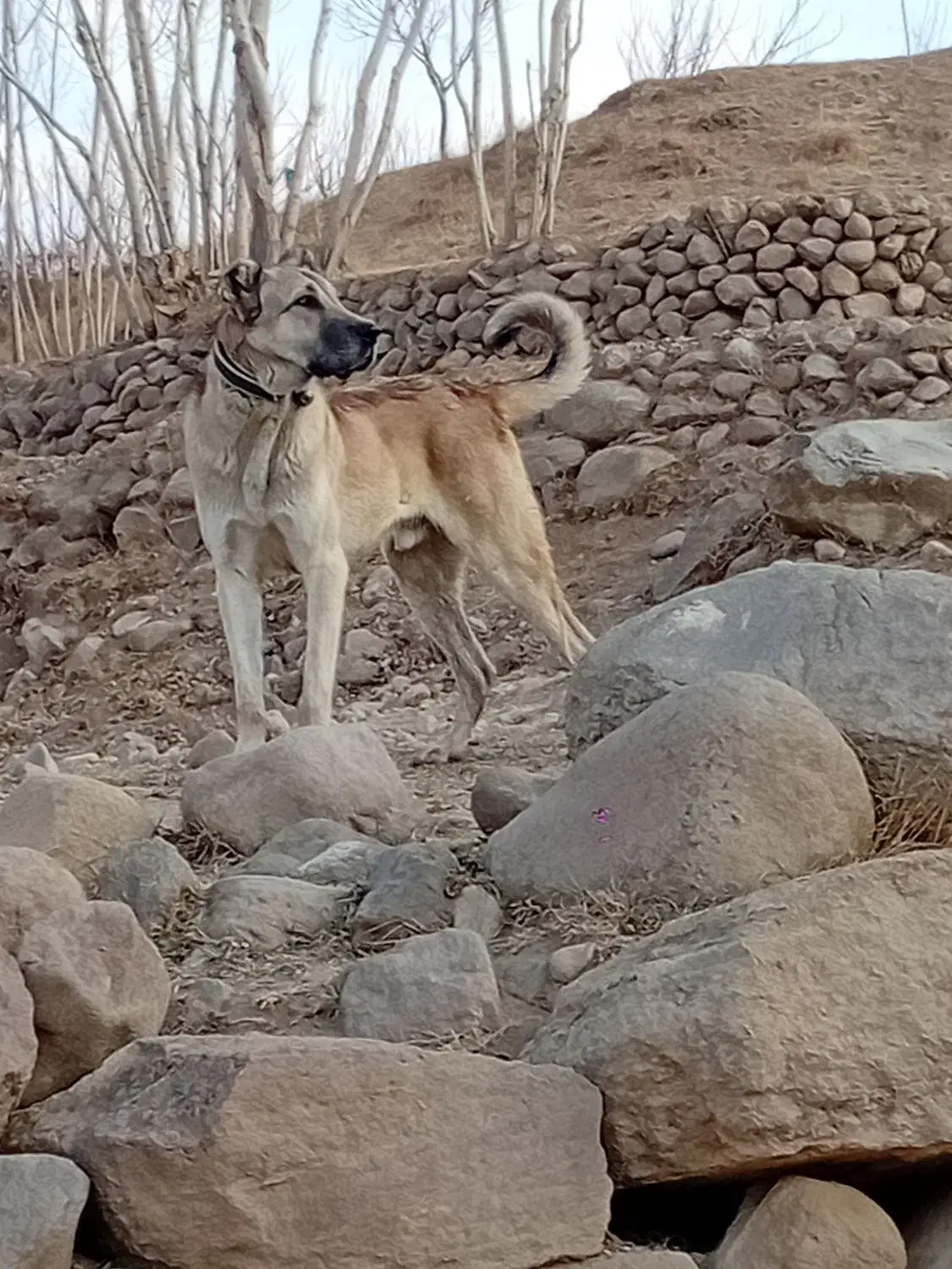 سگ‌‌سرابی|سگ|اسکو, |دیوار