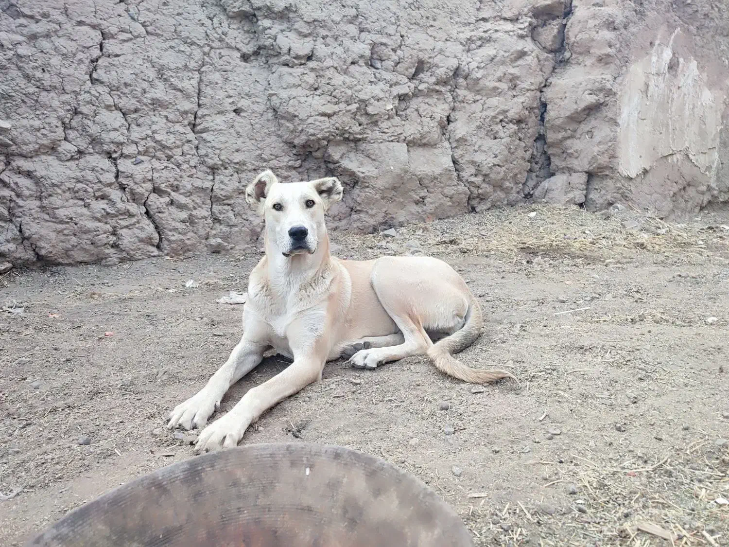 توله سگ سرابی ماده|سگ|سراب, |دیوار