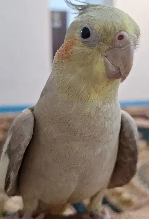 عروس هلندی گم شده|حیوانات|بوشهر, |دیوار