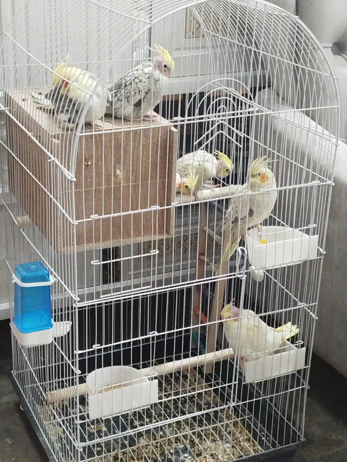 6عدد جوجه عروس هلندی|پرنده|ابهر, |دیوار