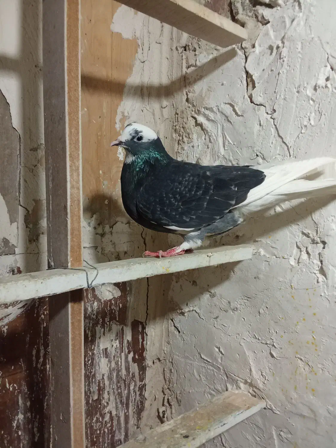 کبوتر گرفتنی|پرنده|ارومیه, |دیوار