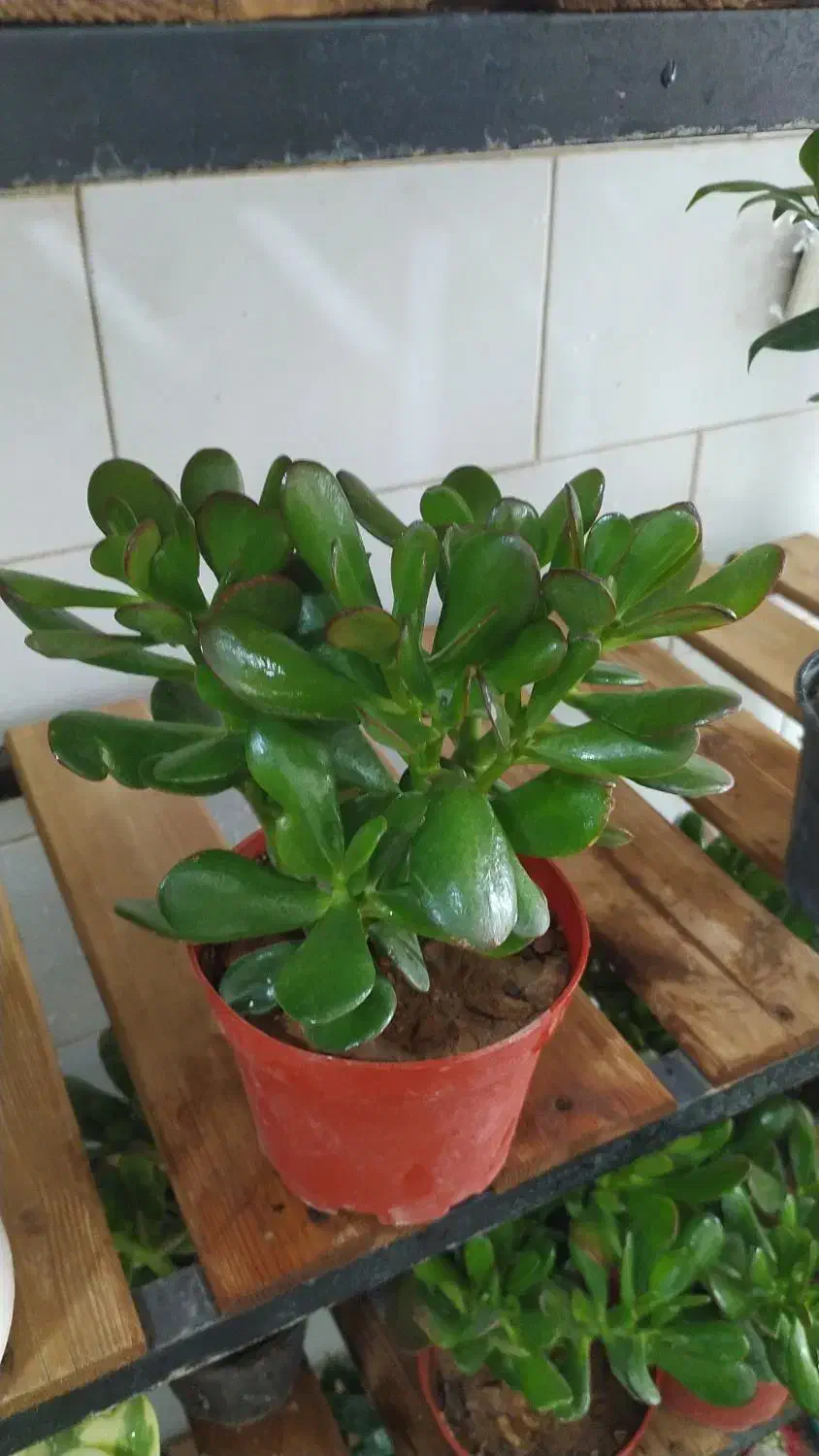 بنجامین ،اریکا|گل و گیاه طبیعی|یزد, |دیوار