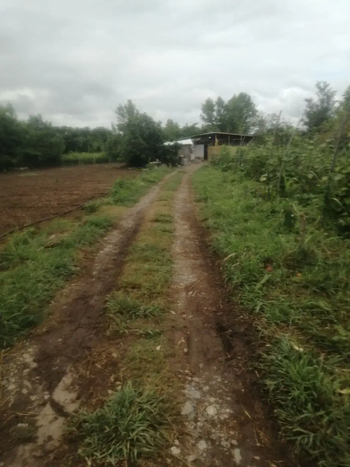 مرغداری ۲۰۰۰قطعه ای با مجوز|فروش دفتر صنعتی، کشاورزی، تجاری|لاهیجان, کوی آزادگان|دیوار