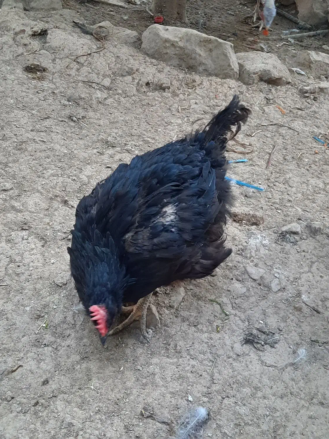 مرغ وخروس محلی قایمیه|حیوانات مزرعه|کوه چنار, |دیوار