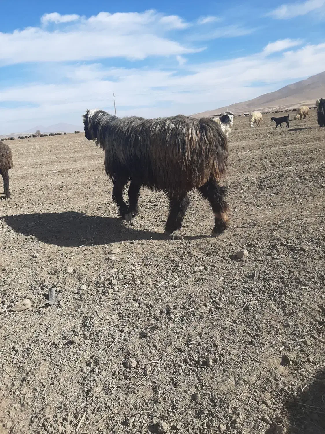 قوچ|حیوانات مزرعه|ازنا, |دیوار