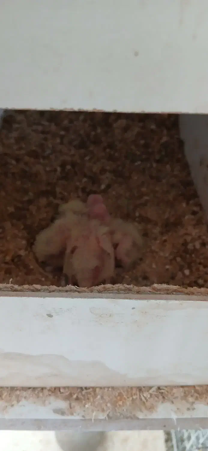 عروس هلندی مولد وجوجه سرلاکی|پرنده|پاکدشت, پاکدشت (مامازند)|دیوار