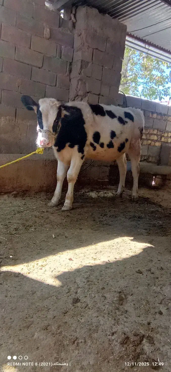 گوساله ماده هلشتاین|حیوانات مزرعه|سیوان, |دیوار
