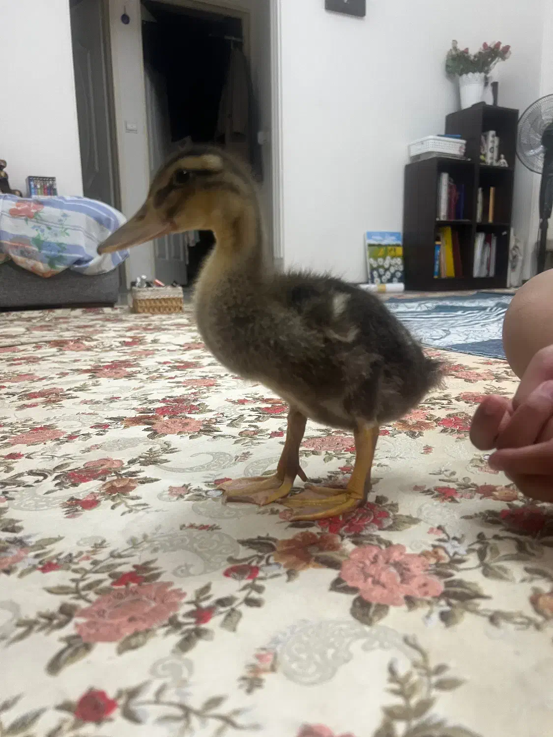 اردک|حیوانات مزرعه|تهران, شهران شمالی|دیوار