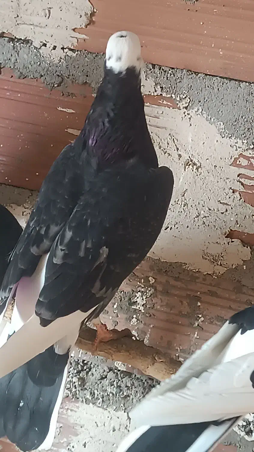 کبوتر پرشی|پرنده|سیمینه, |دیوار