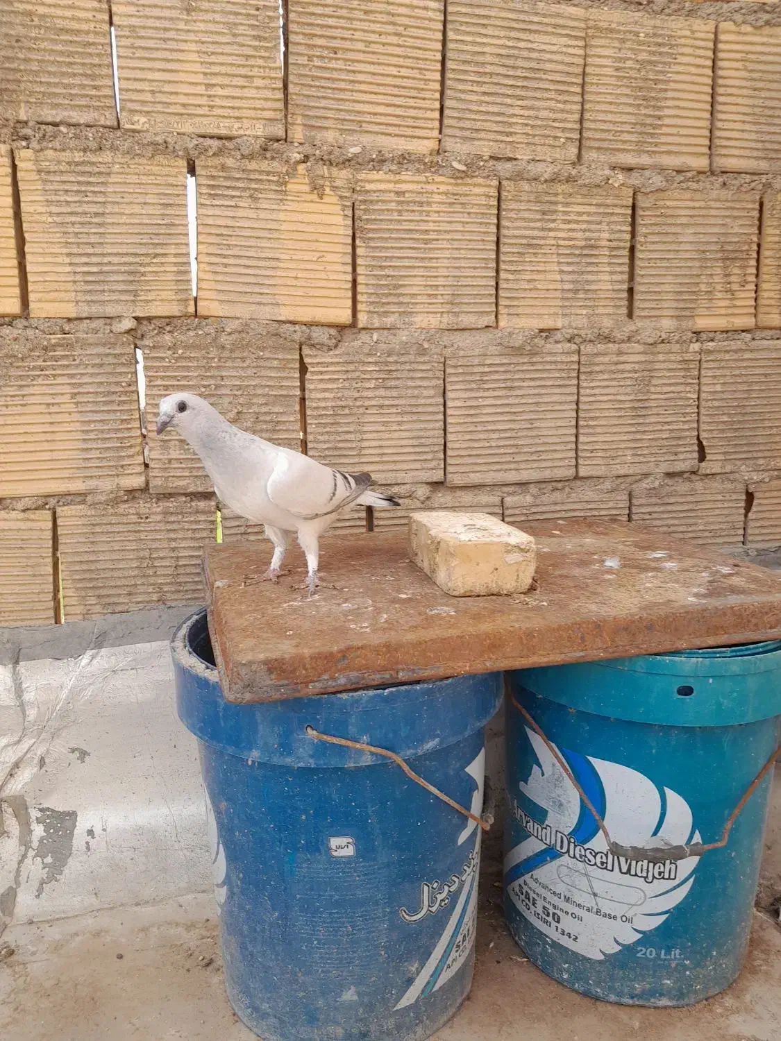 کبوتر|پرنده|شوشتر, |دیوار