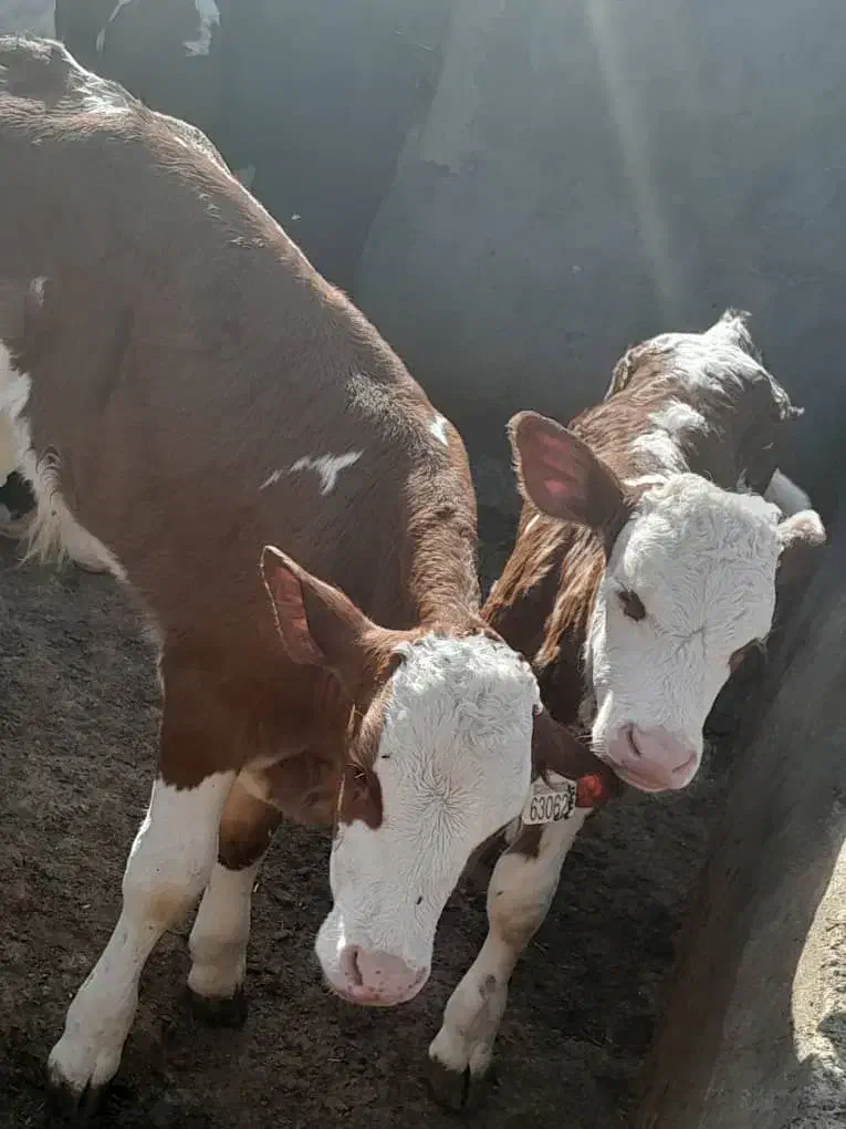 گوساله سیمینتال|حیوانات مزرعه|تاکستان, |دیوار