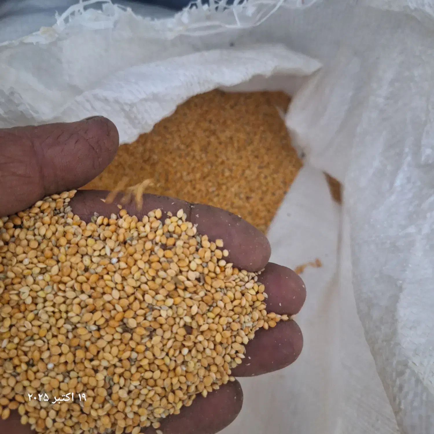 فروش بذر تره وارزن|خدمات باغبانی و درختکاری|مبارکه, |دیوار