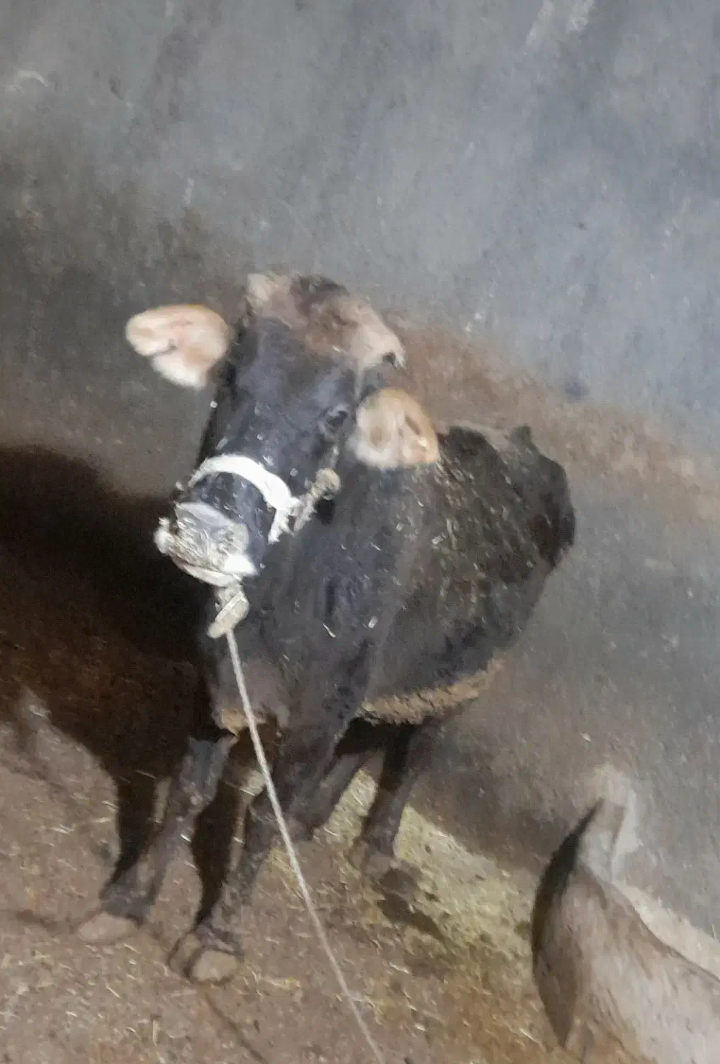 گاو با گوساله ماده|حیوانات مزرعه|جوانرود, |دیوار