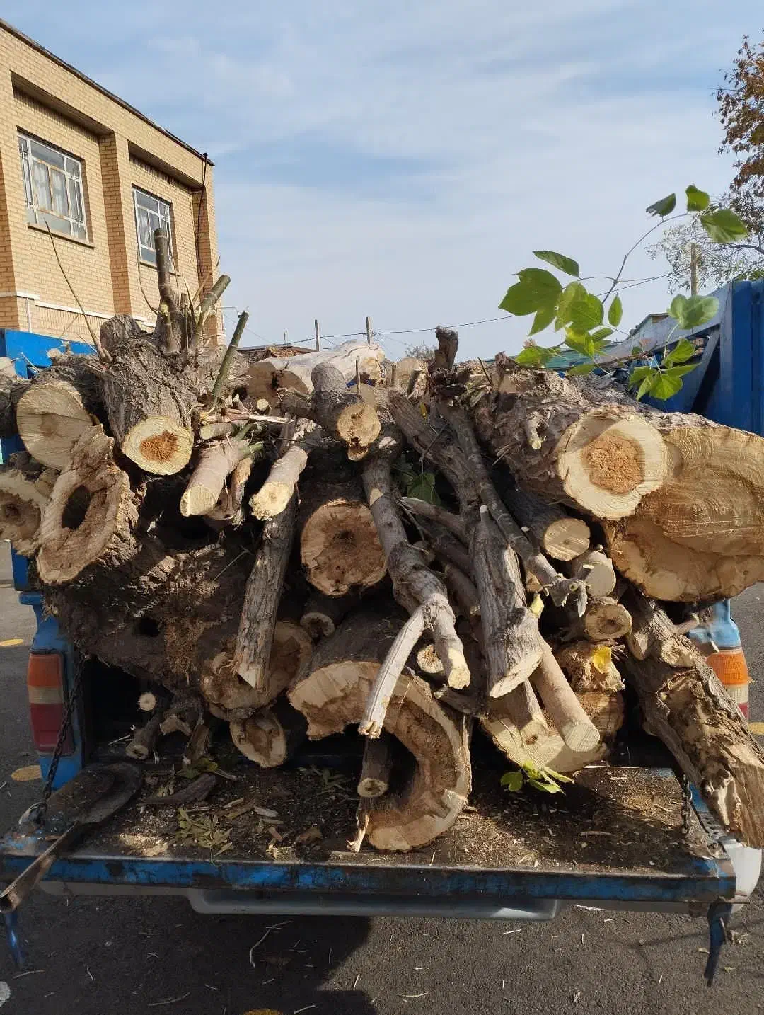 خرید انواع چوب در محل|خدمات باغبانی و درختکاری|ارومیه, |دیوار