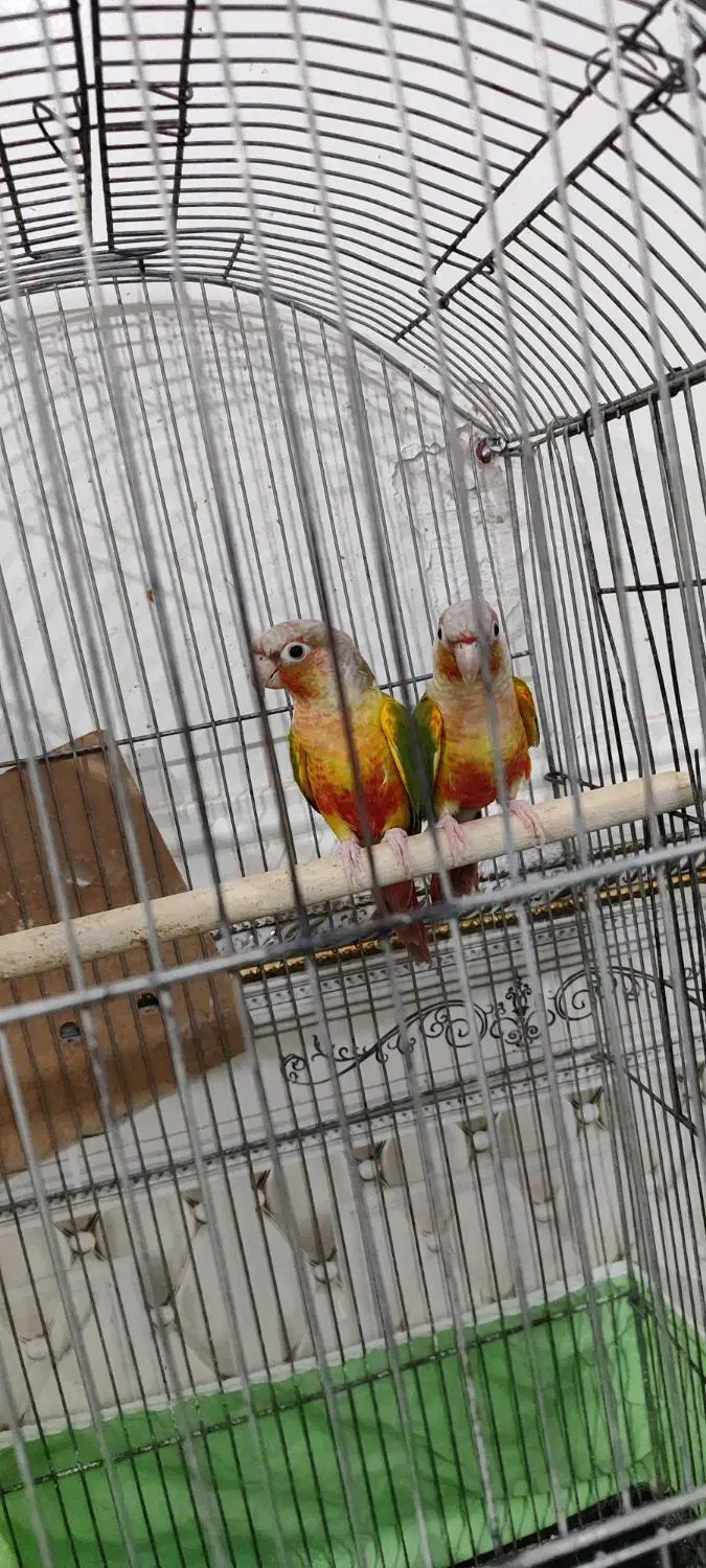 جفت گرینچیک آناناسی رد مولد|پرنده|اهواز, کمپلو جنوبی|دیوار