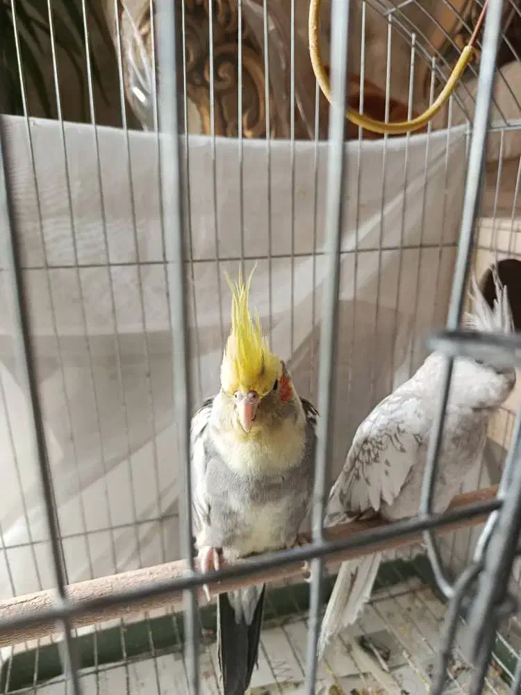 عروس هلندی|پرنده|شیراز, شهرک گلستان|دیوار