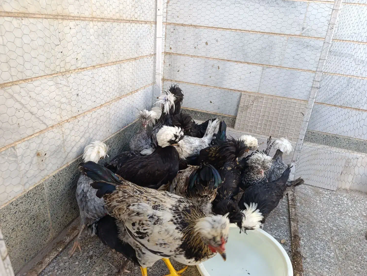 خروس لهستانی|حیوانات مزرعه|اردکان, |دیوار