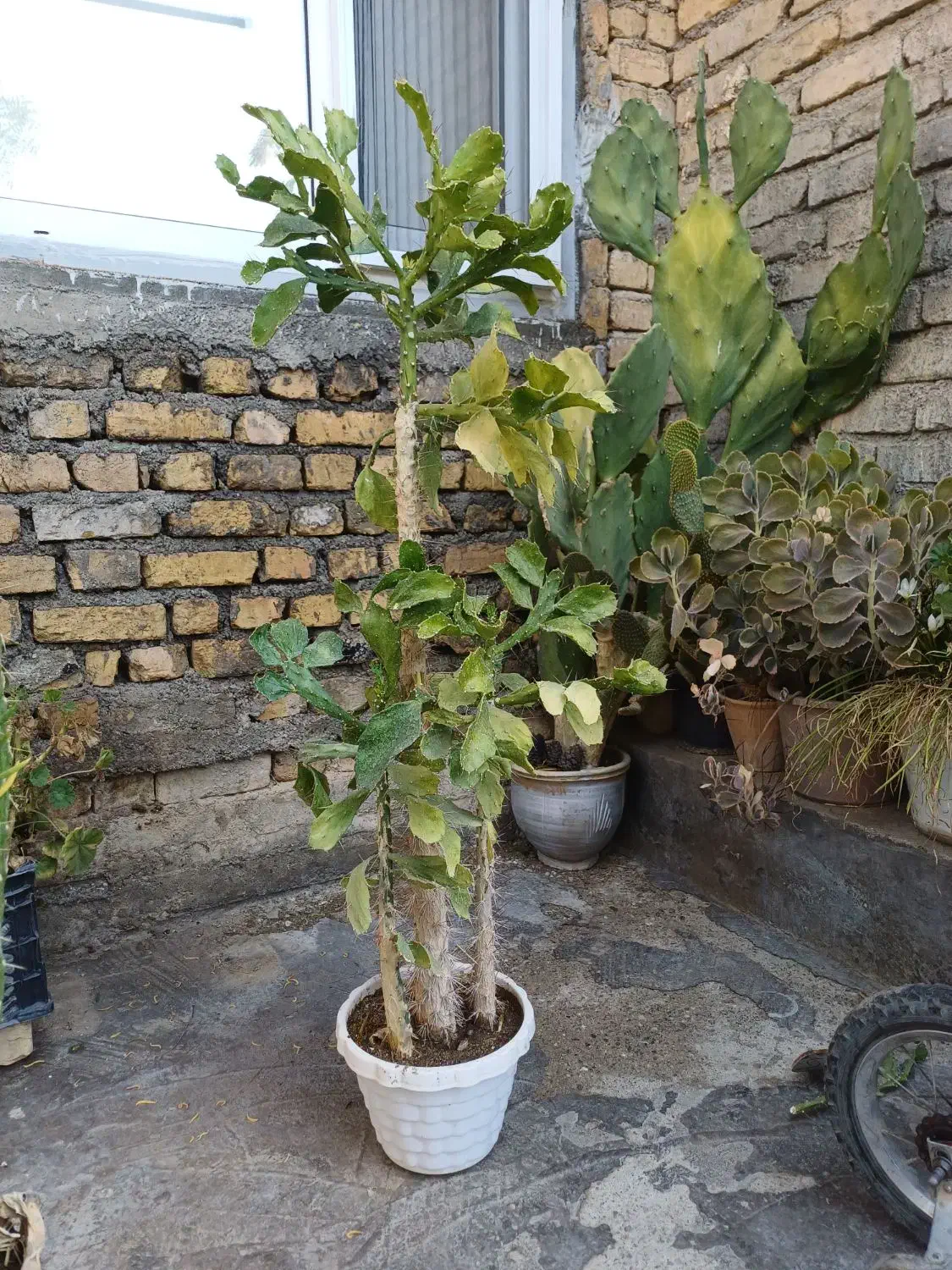 گل فروشی|گل و گیاه طبیعی|خزل, |دیوار