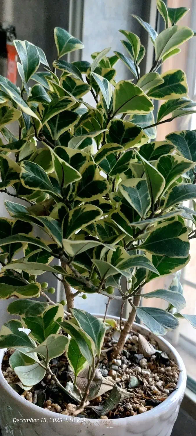 گل فیکوس همراه با گلدان سرامیکی|گل و گیاه طبیعی|پرند, فاز ۲|دیوار