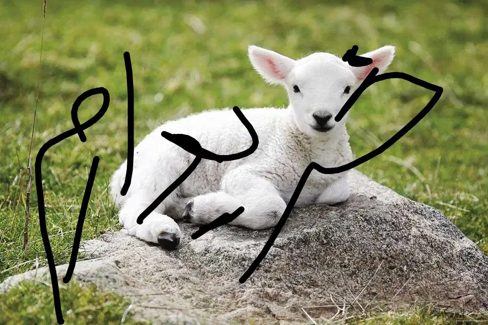 بره و کهر ه شیری نژاد دار|حیوانات مزرعه|لنده, |دیوار