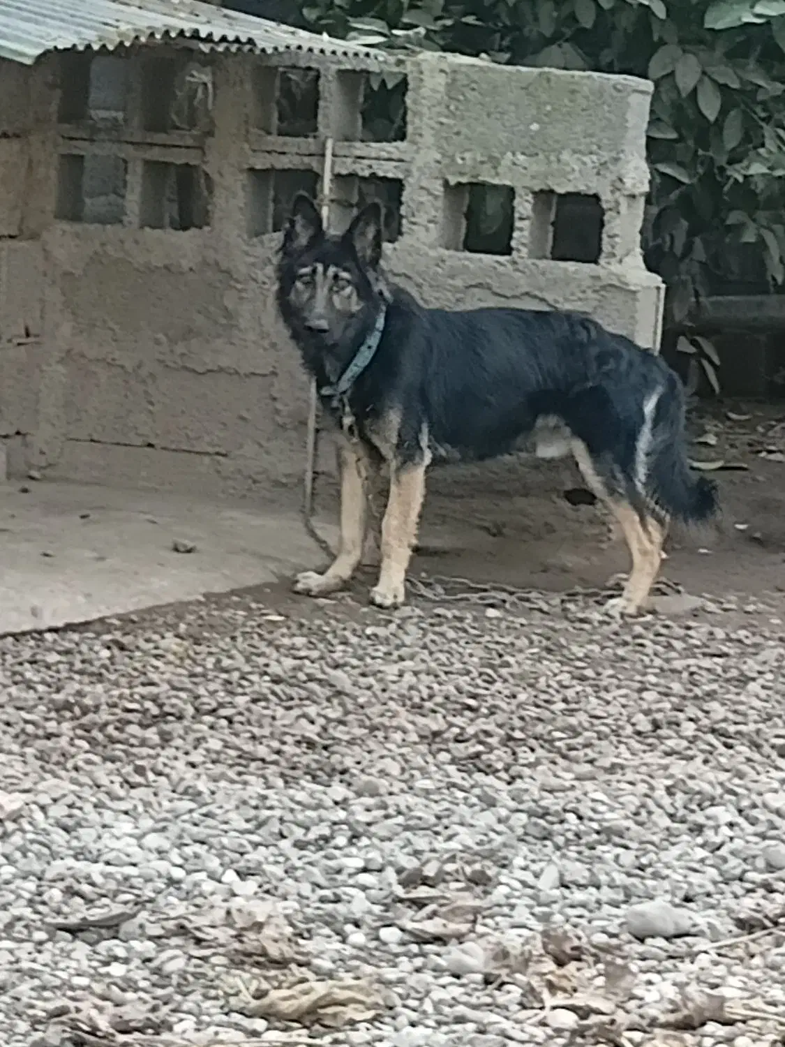 ژرمن موبلند|سگ|رشت, حومه رشت|دیوار