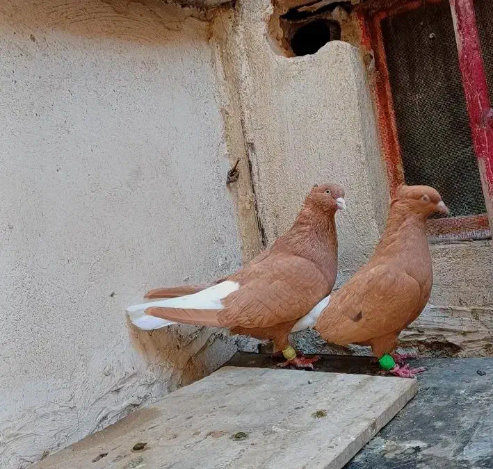 جفت زردمسفید کاکلی نامبروان|پرنده|مشهد, قائم|دیوار