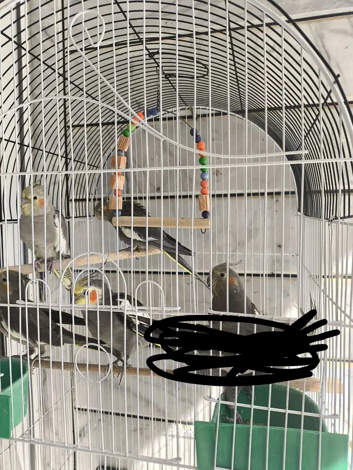 عروس هلندی|پرنده|خمینیشهر, |دیوار