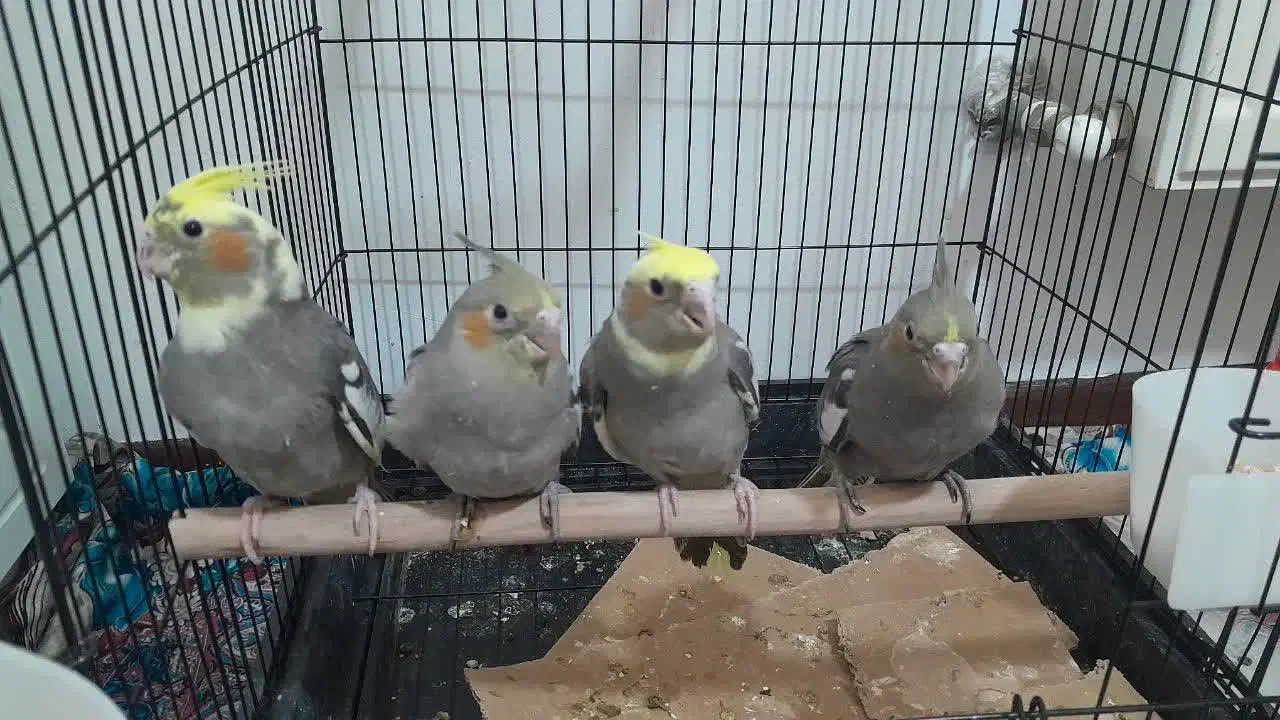 جوجه عروس هلندی|پرنده|قم, پردیسان|دیوار