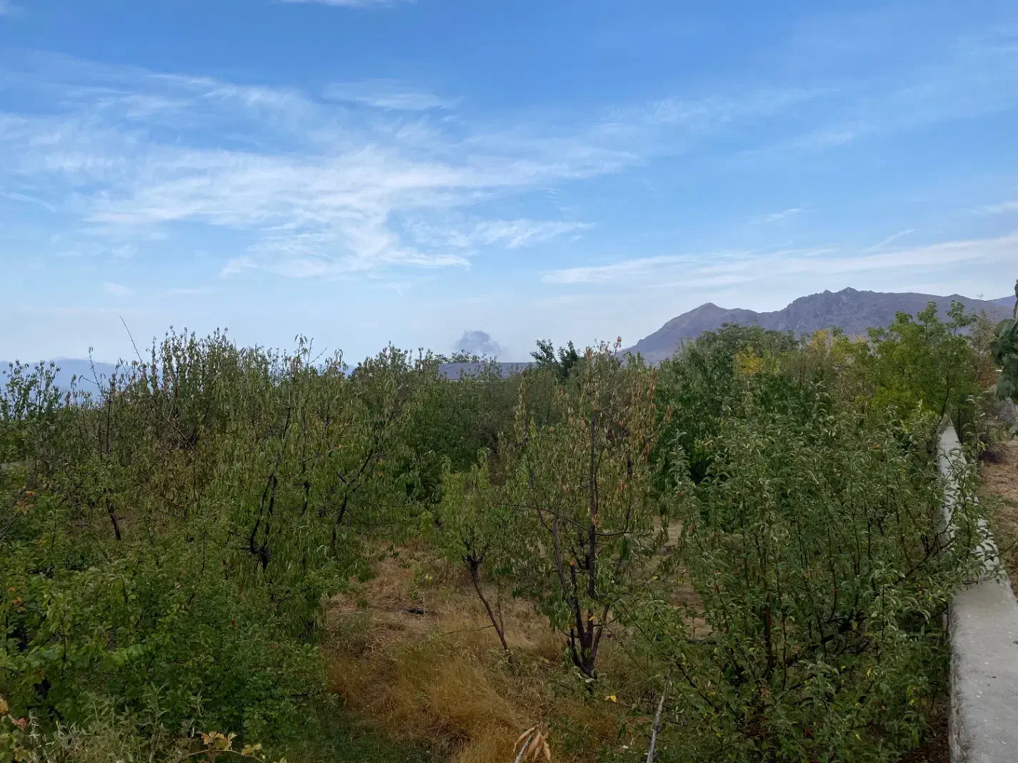 فروش باغ میوه در فشند|فروش زمین و ملک کلنگی|هشتگرد, فشند|دیوار