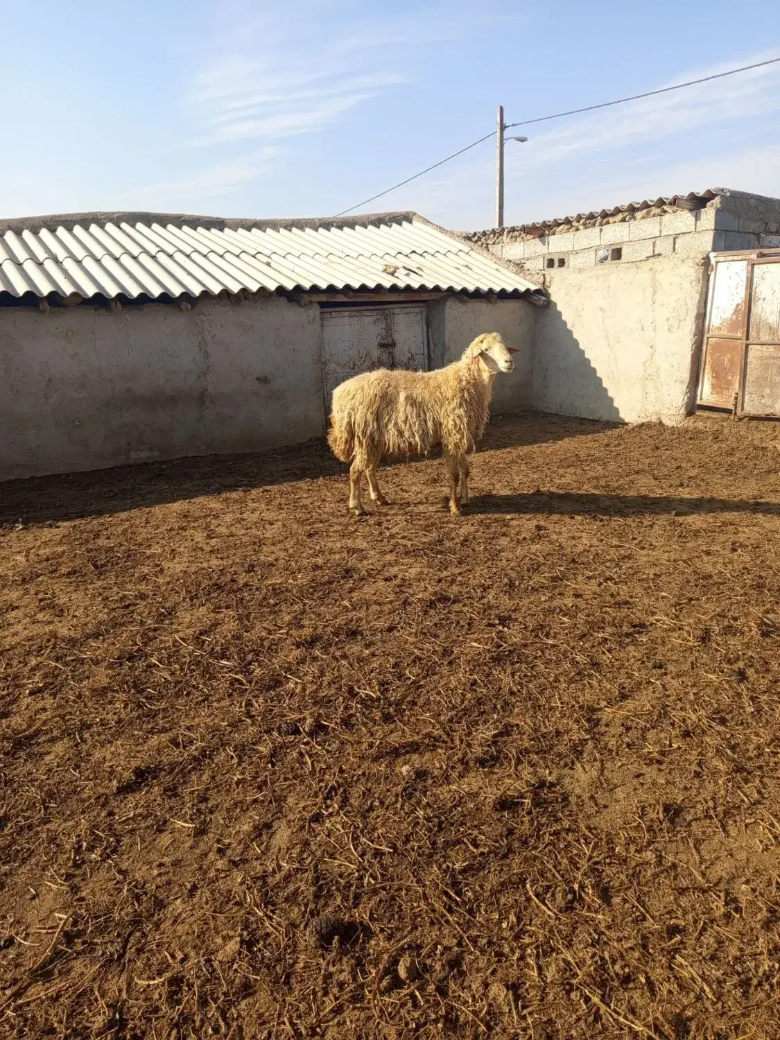 گوسفند|حیوانات مزرعه|اسلام آباد, |دیوار