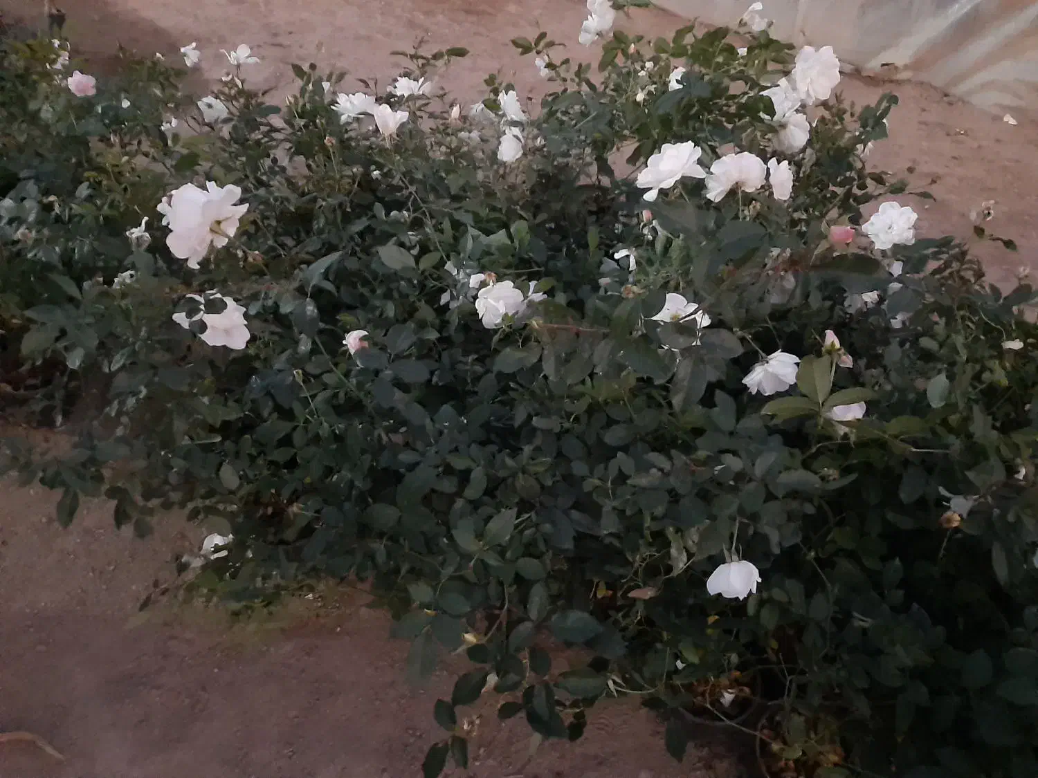 تولید و فروش نسترن سفید باکیفیت بالا و قیمت مناسب|گل و گیاه طبیعی|پاکدشت, پاکدشت (مامازند)|دیوار