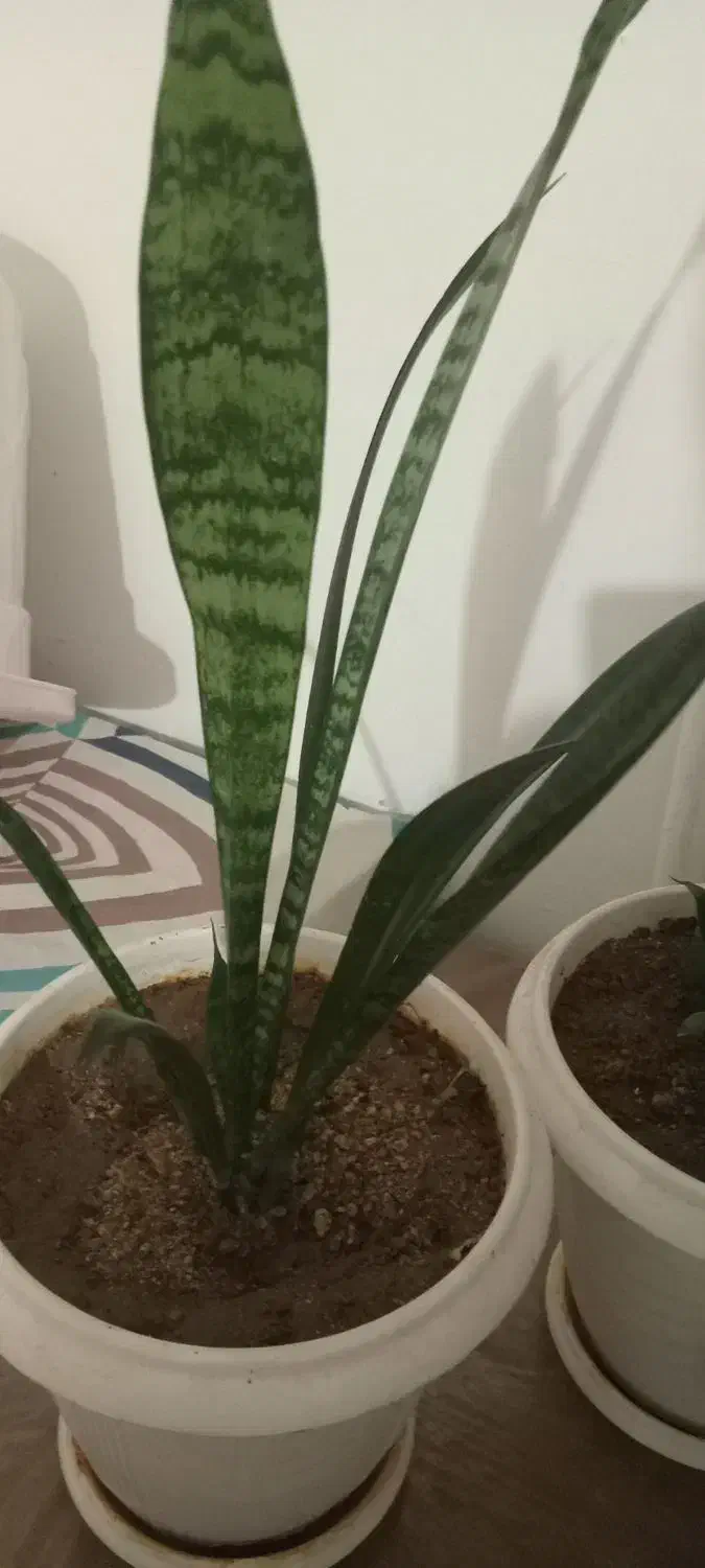 گل فروشی|گل و گیاه طبیعی|دورود, |دیوار